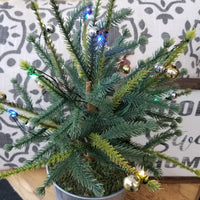 Light Up Tree in Bucket