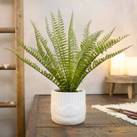 Fern Planter