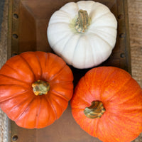 Pumpkins - 7.5"
