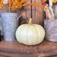 Pumpkins - 6"