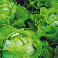 Lettuce, Buttercrunch Seed Packets (Lactuca sativa)