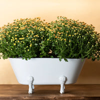 White Enamel Bathtub