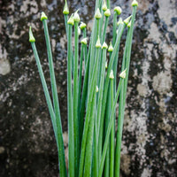 Garlic Chives Seed Packet (Allium tuberosum)