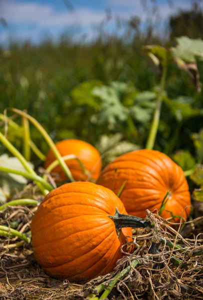 Pumpkin, Jack O' Lantern Seed Packet (Cucurbita)
