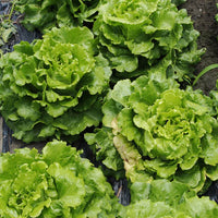 Lettuce, Simpson's Curled Seed Packet (Lactuca sativa)