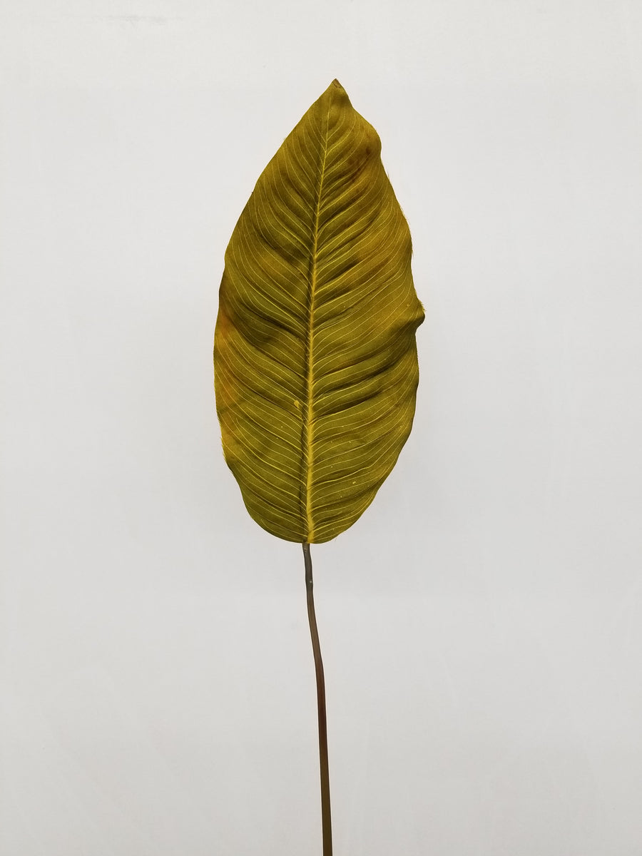 36" Green Leaf Frond