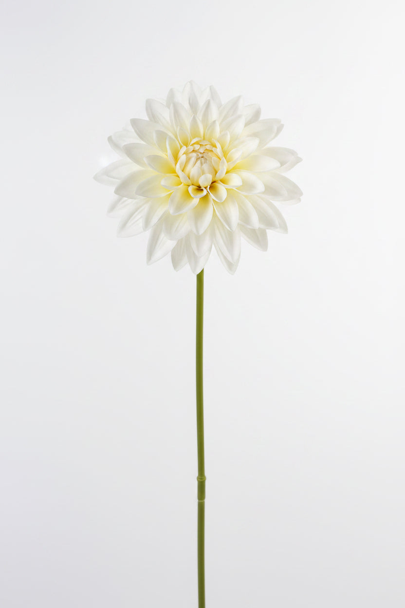 Water Lily Stem