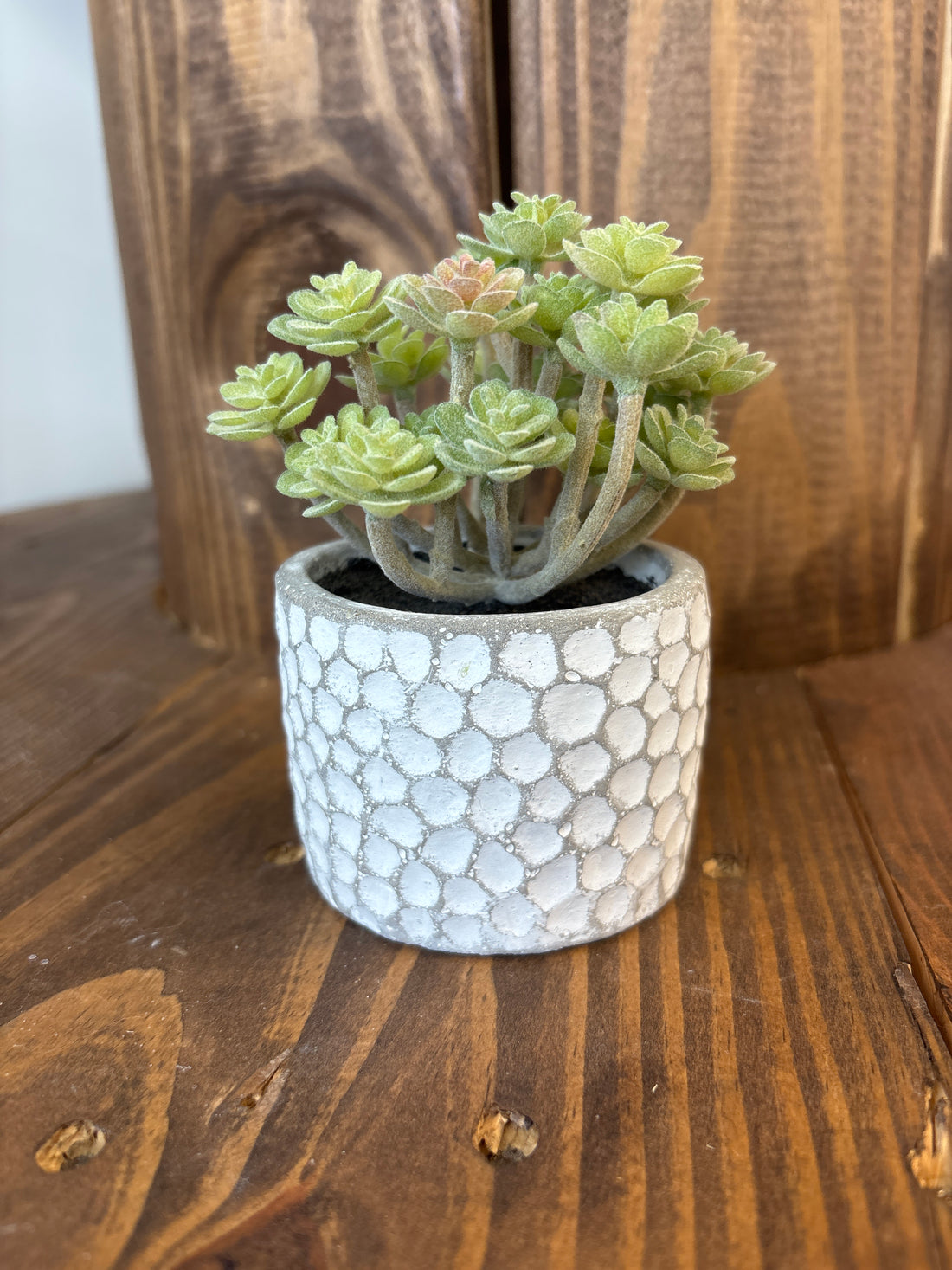 Succulent In Cement Pot
