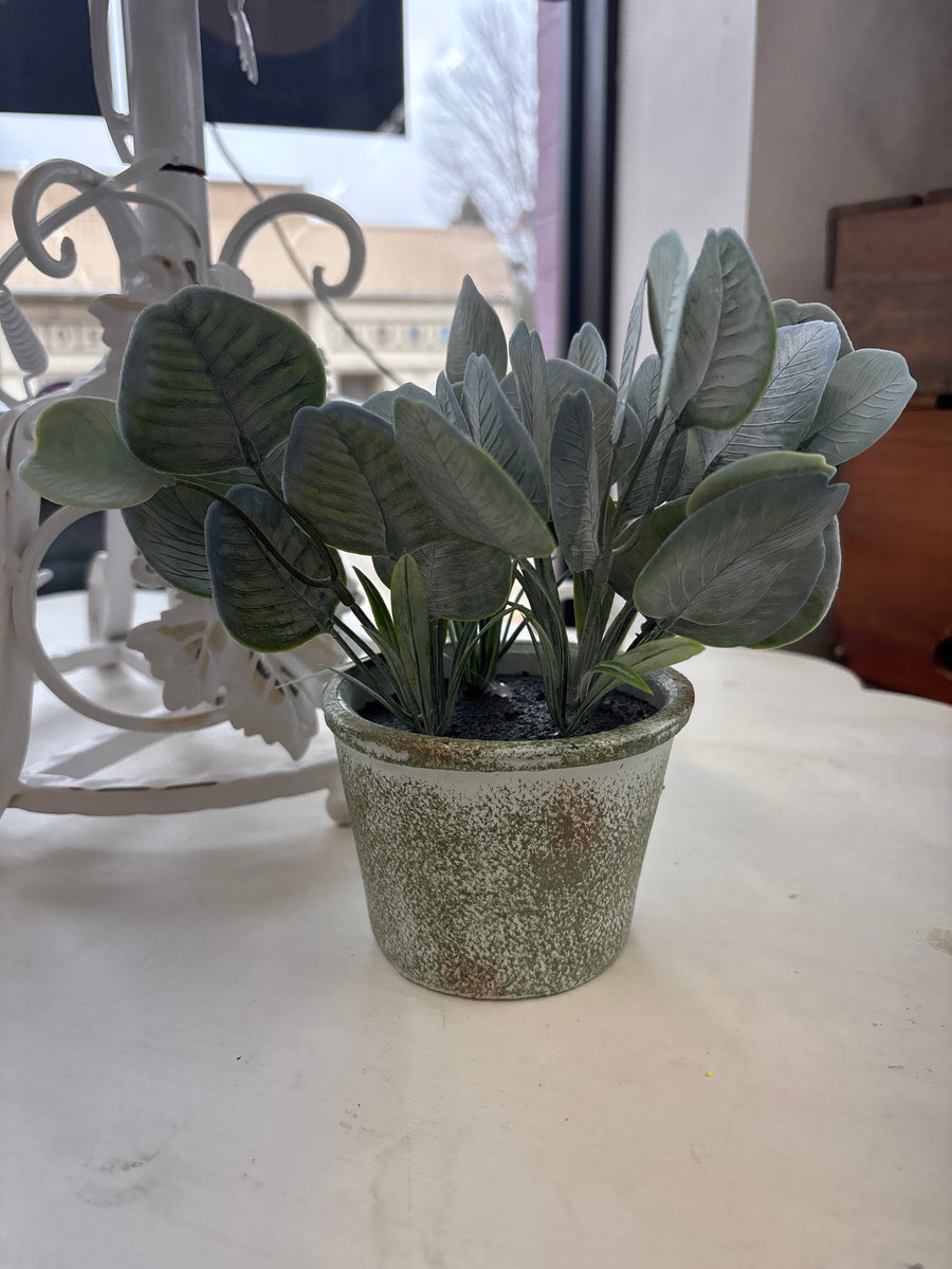 Silver Dollar Belmont Pot 8"