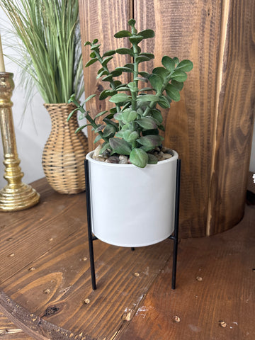 Raised Potted Faux Plant