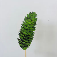 Single Pinecone Flower