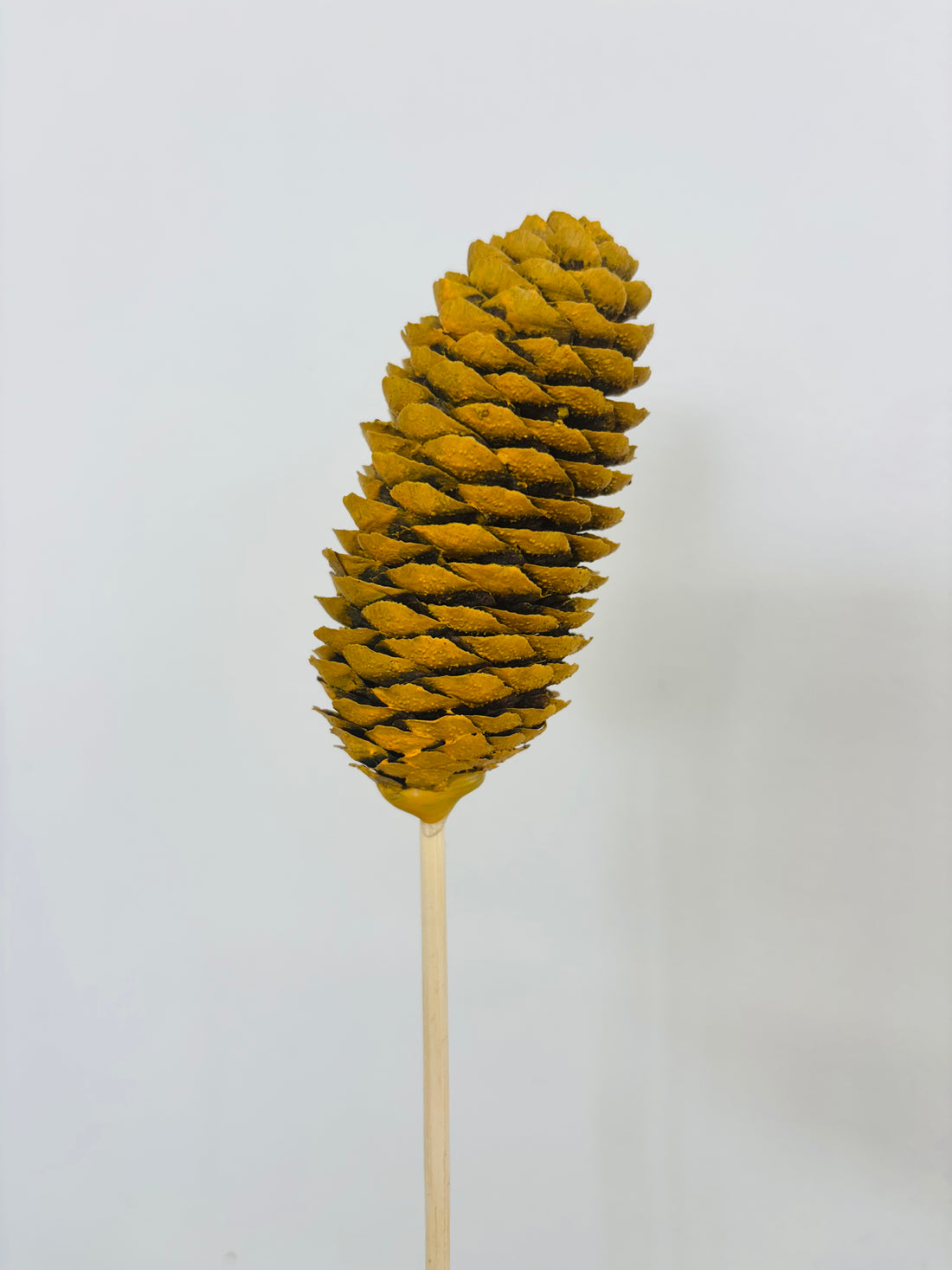 Single Pinecone Flower