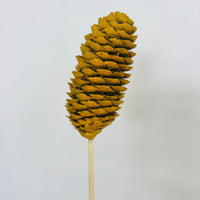 Single Pinecone Flower