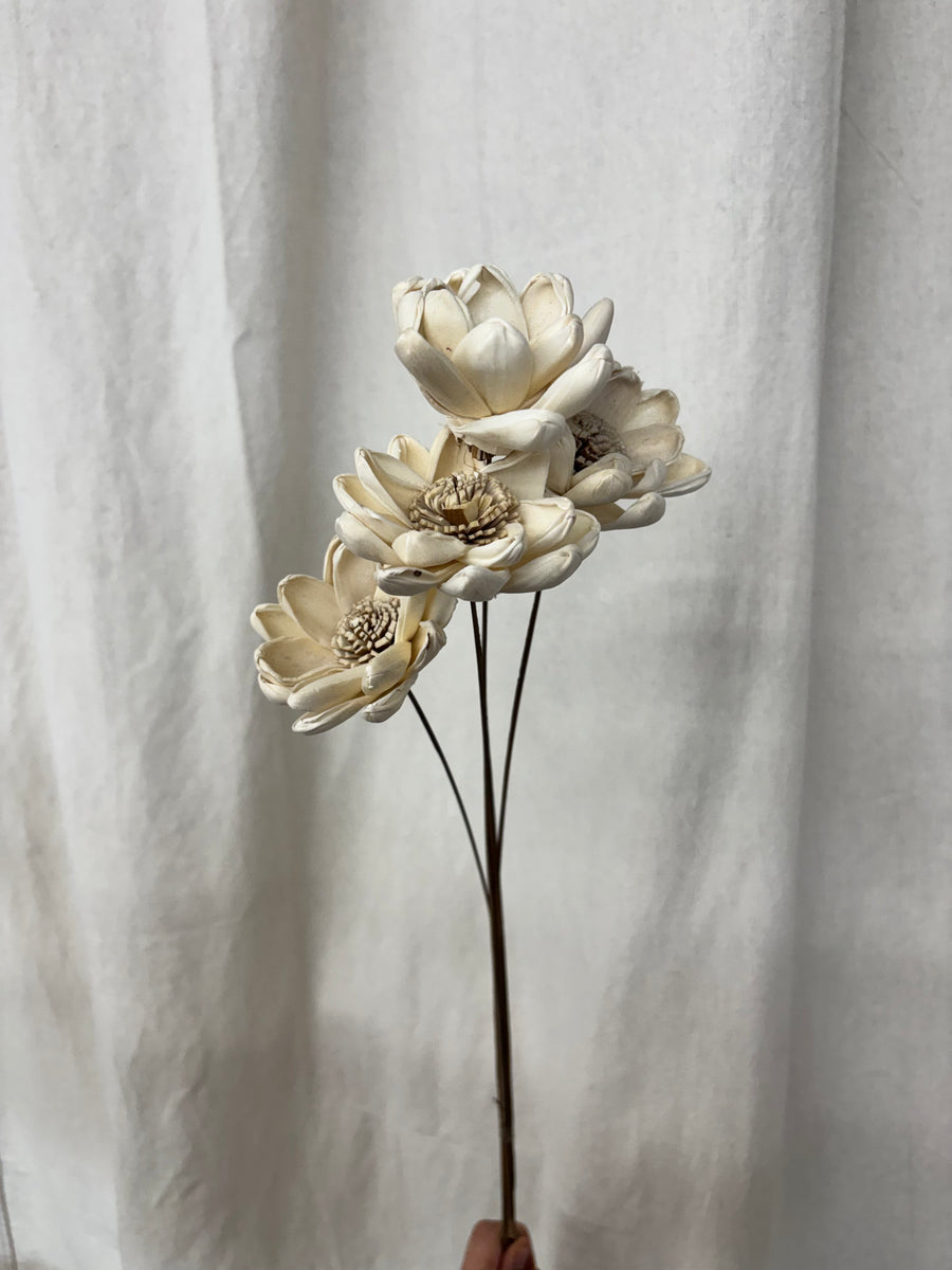 Dried White Poppy Flower