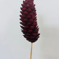Single Pinecone Flower