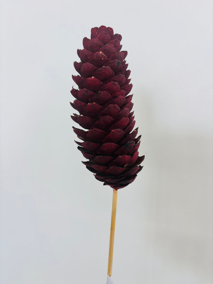 Single Pinecone Flower