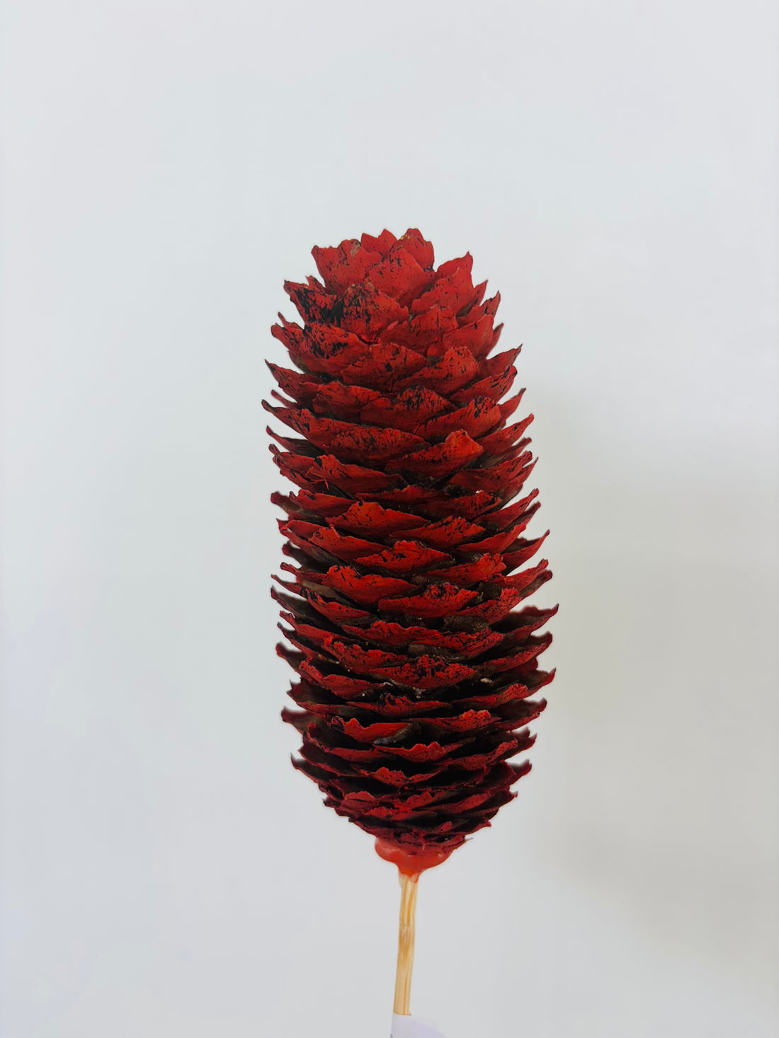 Single Pinecone Flower