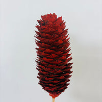 Single Pinecone Flower
