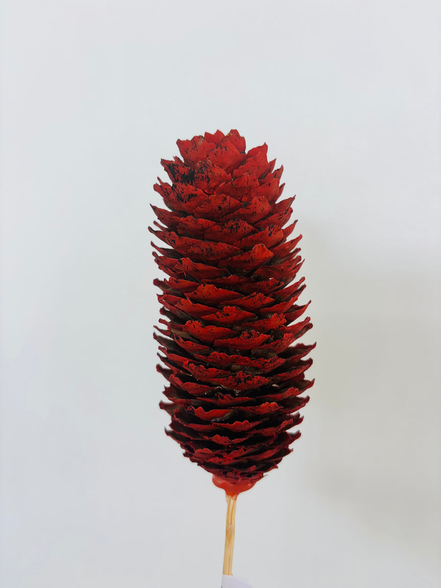 Single Pinecone Flower