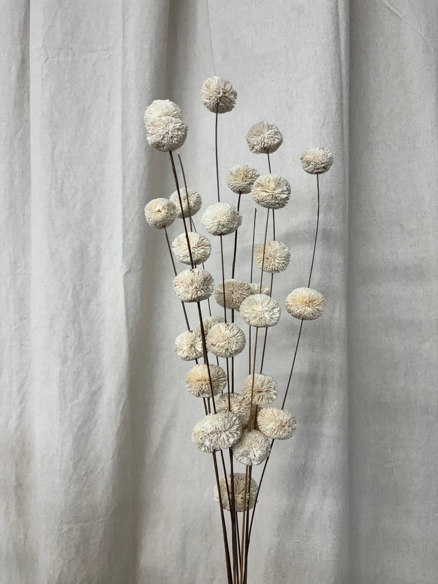 Dried White Kadam Flower - 34"