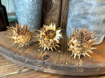 Dried Artichoke Flower