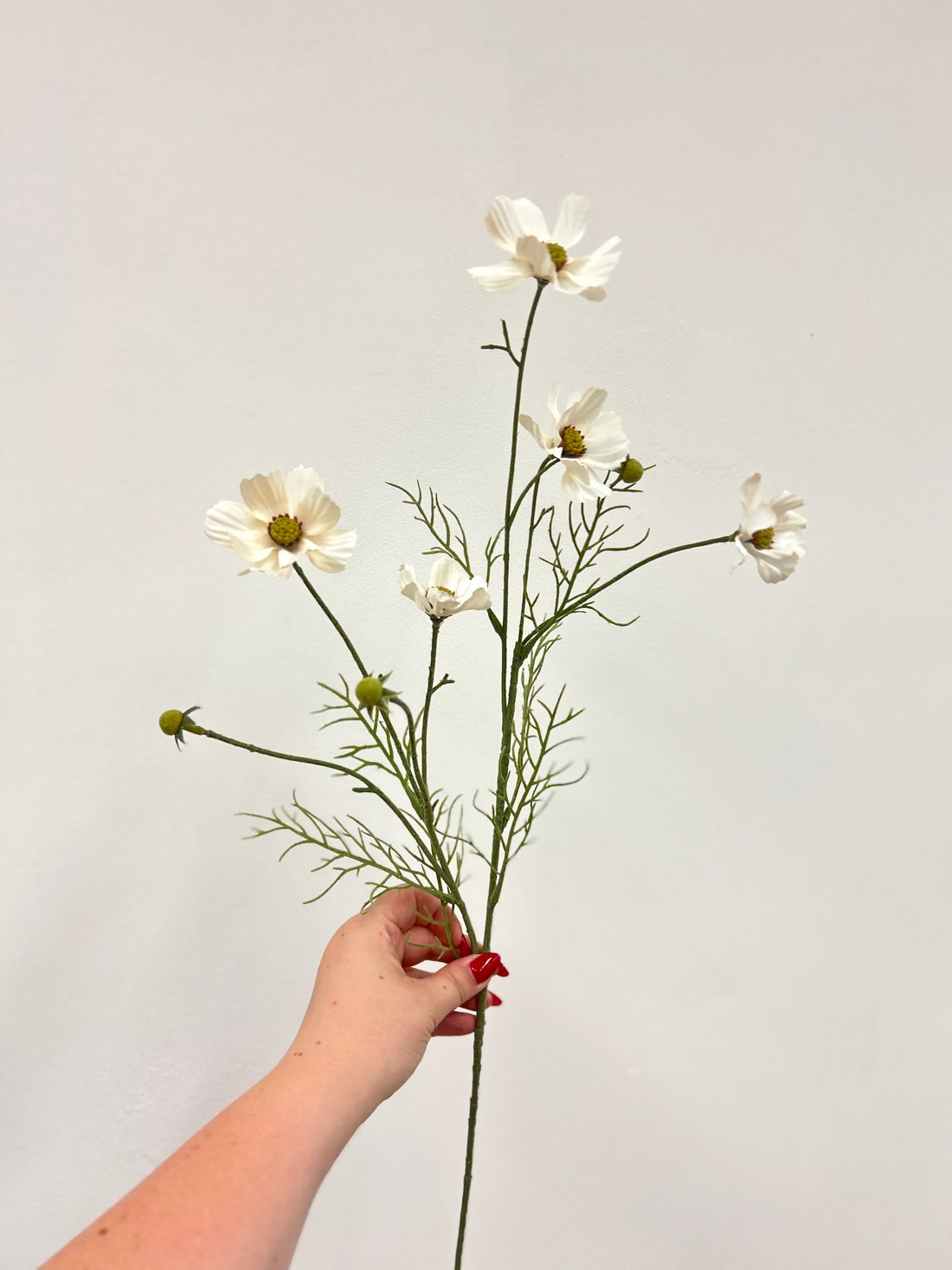 Cream Cosmos Spray