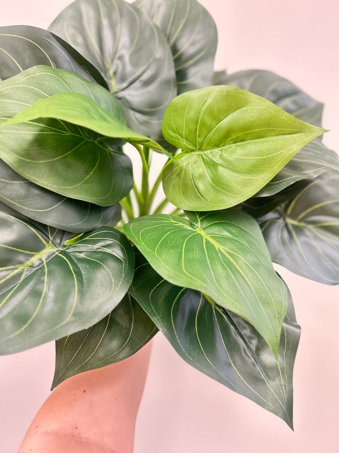 Large Tropical Foliage Bush