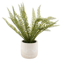 Fern Planter