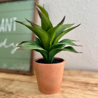 Terracotta Pot With Succulent