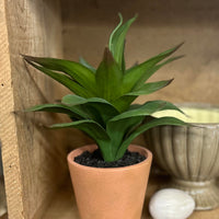 Terracotta Pot With Succulent