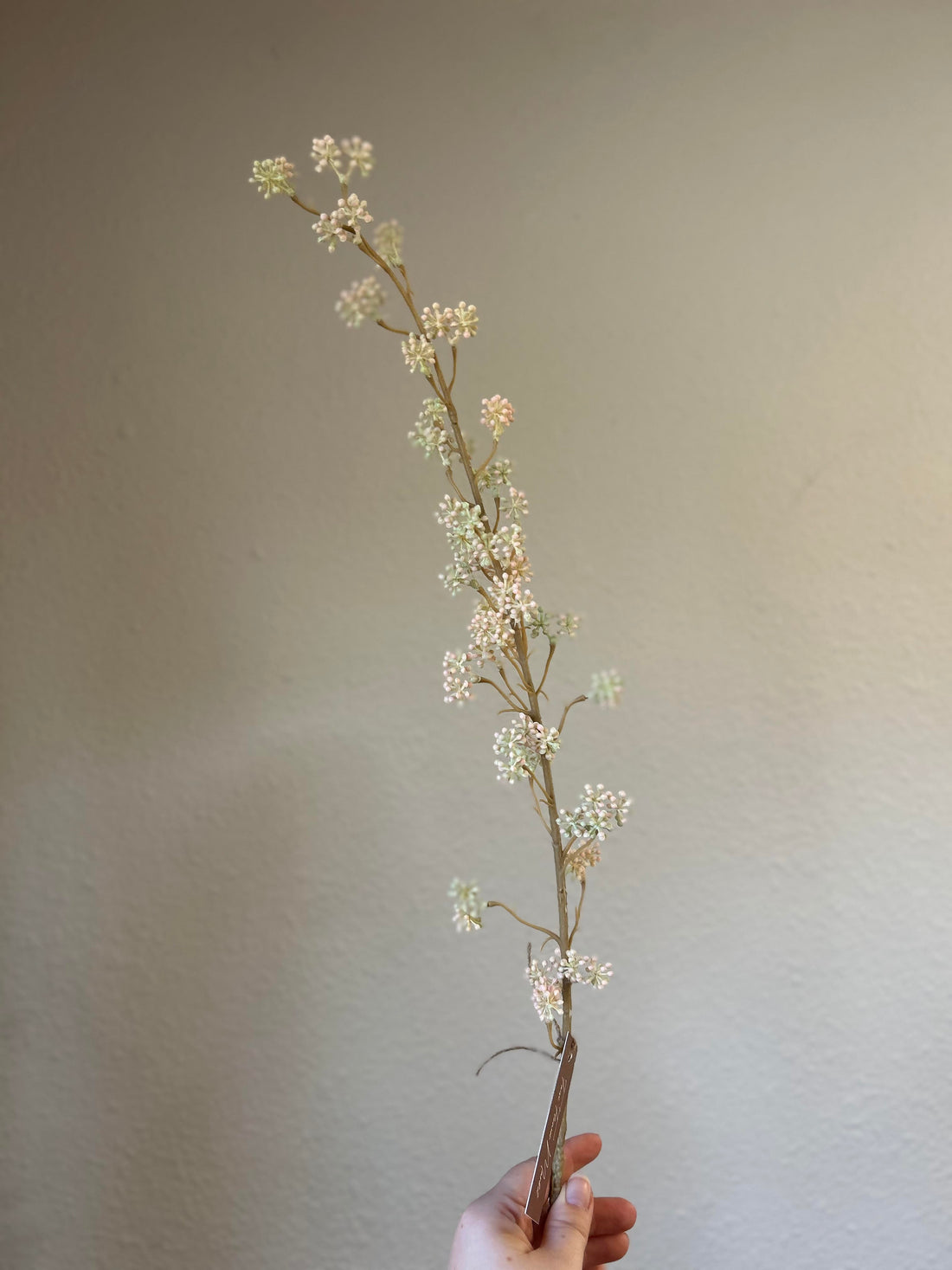 Pink Eucalyptus Berries Stem