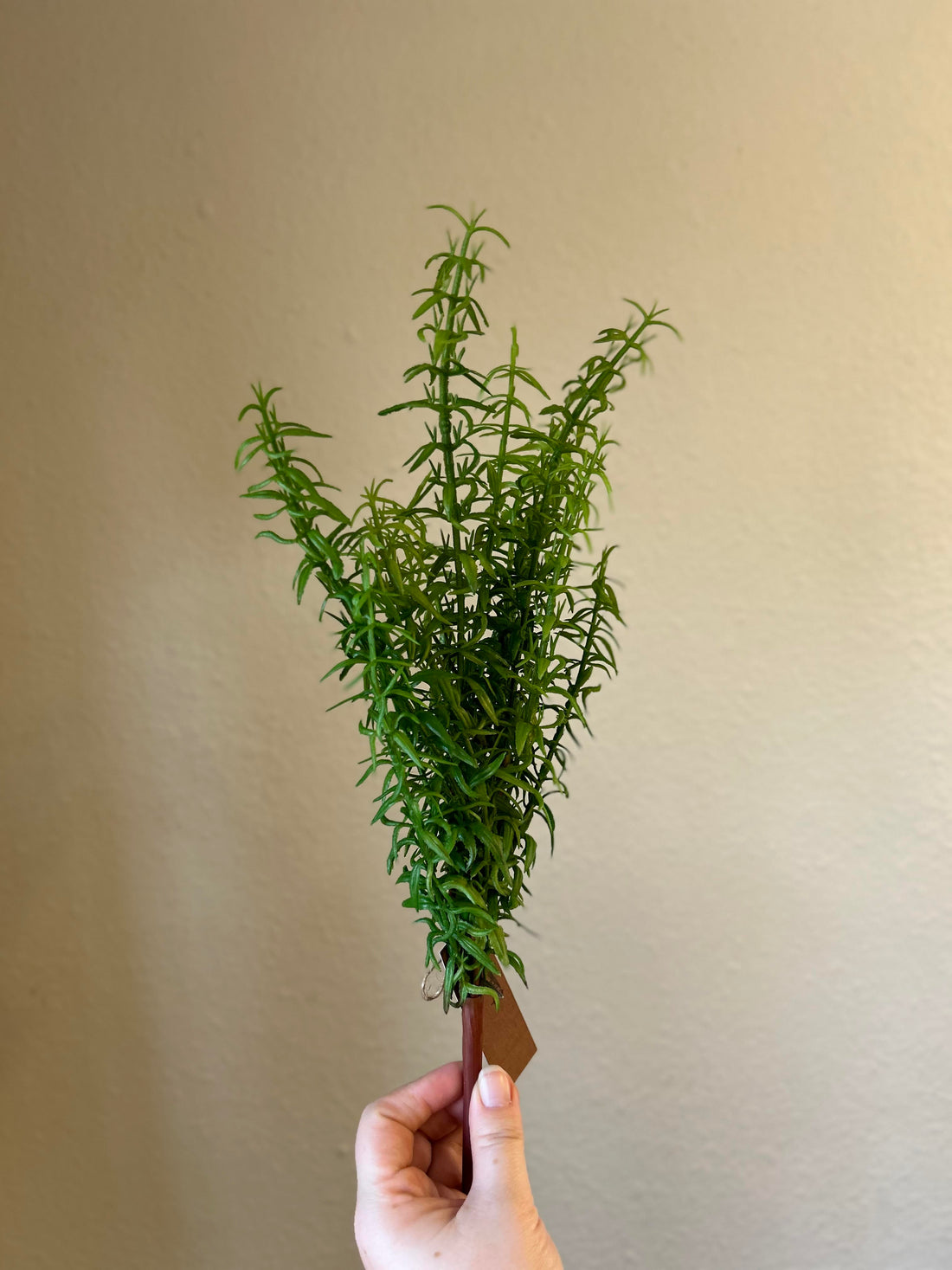 Rosemary Bush