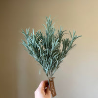 Frosted Rosemary Bush