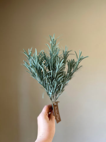 Frosted Rosemary Bush