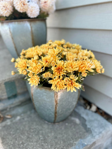 Metal Bin +Yellow Mini Mum