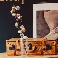 Dried Cotton Branch