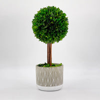 Preserved Boxwood Topiary in Gray Pot