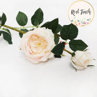 26.5" Real Touch English Cabbage Rose Spray - Pale Champagne