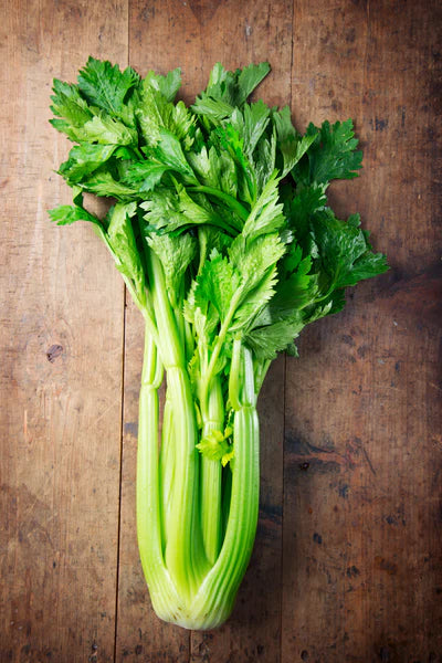 Celery, Tall Utah Seed Packet (Apium graveolens var. dulce)