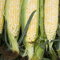 Corn, Pearls and Gold Seed Packet (Zea mays)