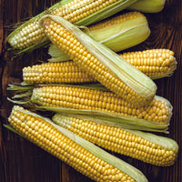 Corn, Golden Bantam Seed Packet (Zea mays)