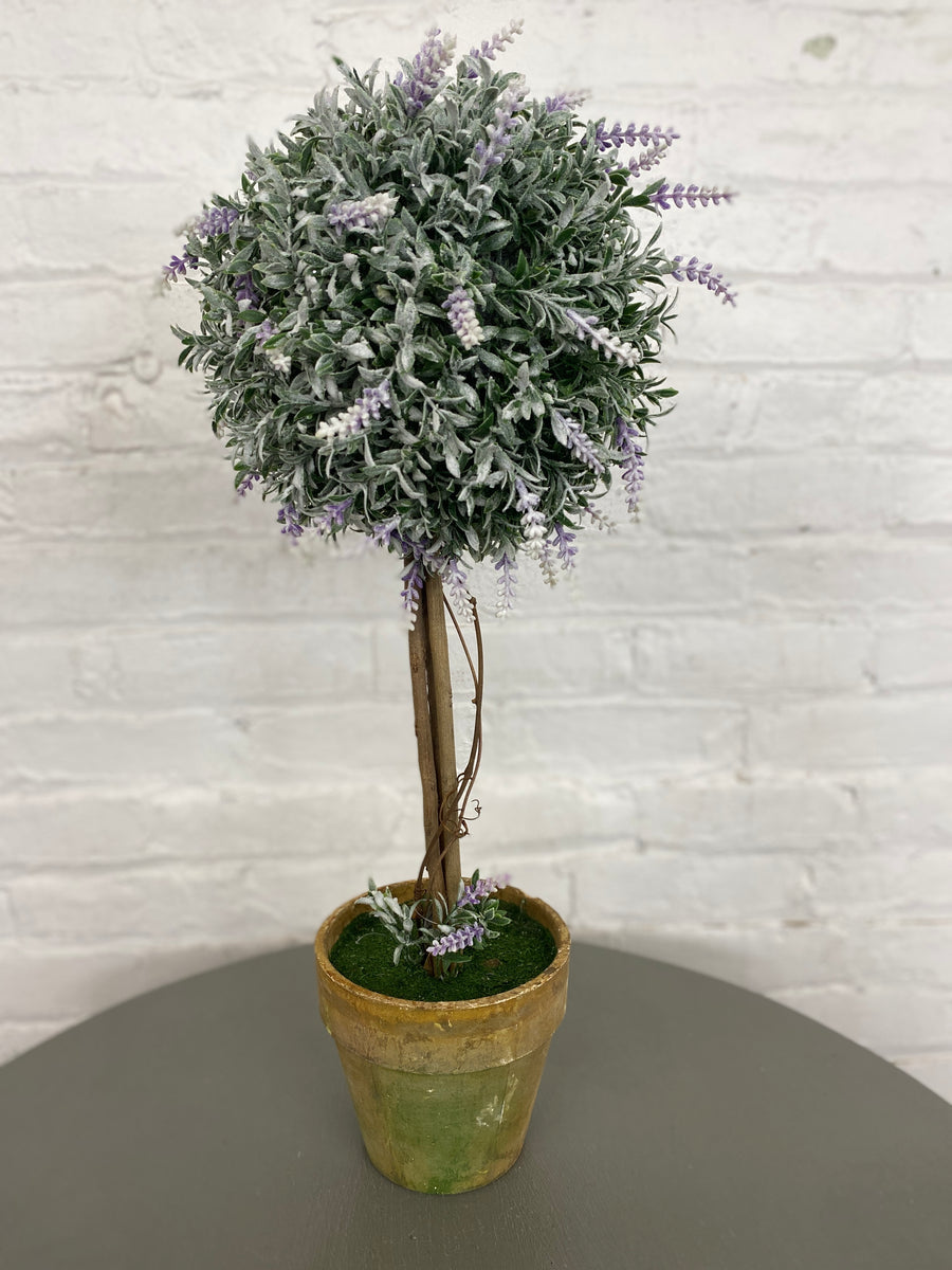 Lavender Topiary in Pot