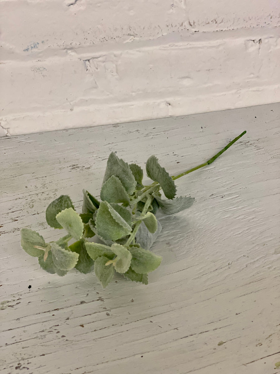 Garden Oregano Spray