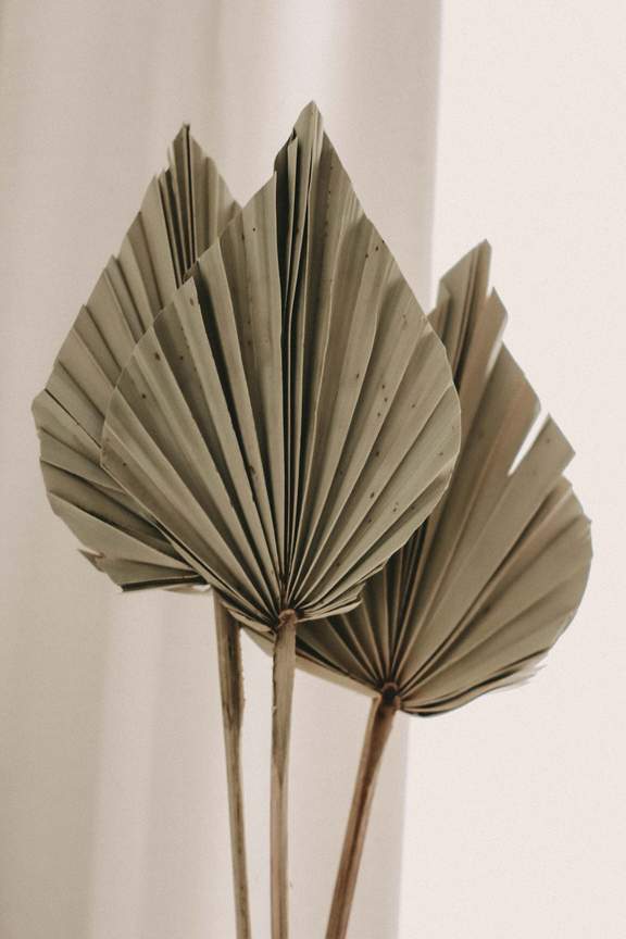 Dried Palm Leaf Spear - Natural