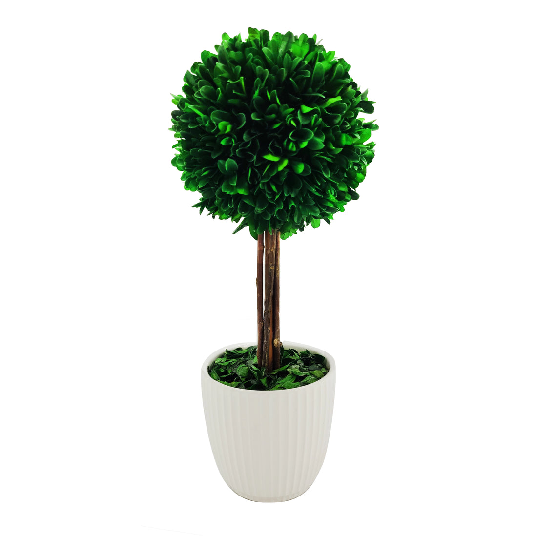 Preserved Boxwood Topiary in White Pot