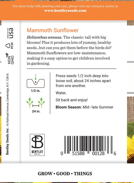 Sunflower - Mammoth Seed (Helianthus)