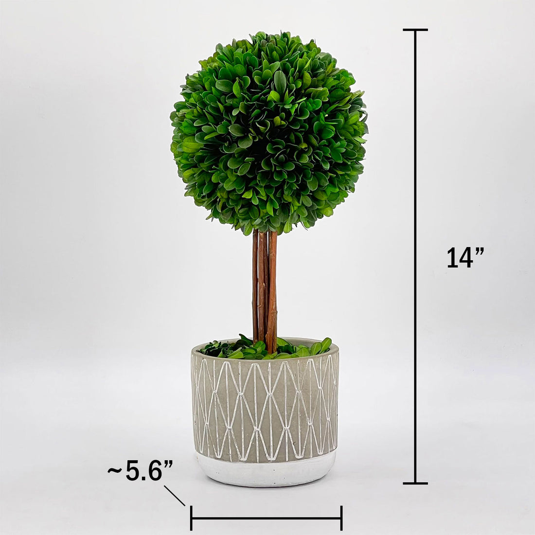 Preserved Boxwood Topiary in Gray Pot