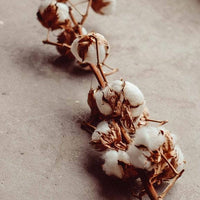 Dried Cotton Branch