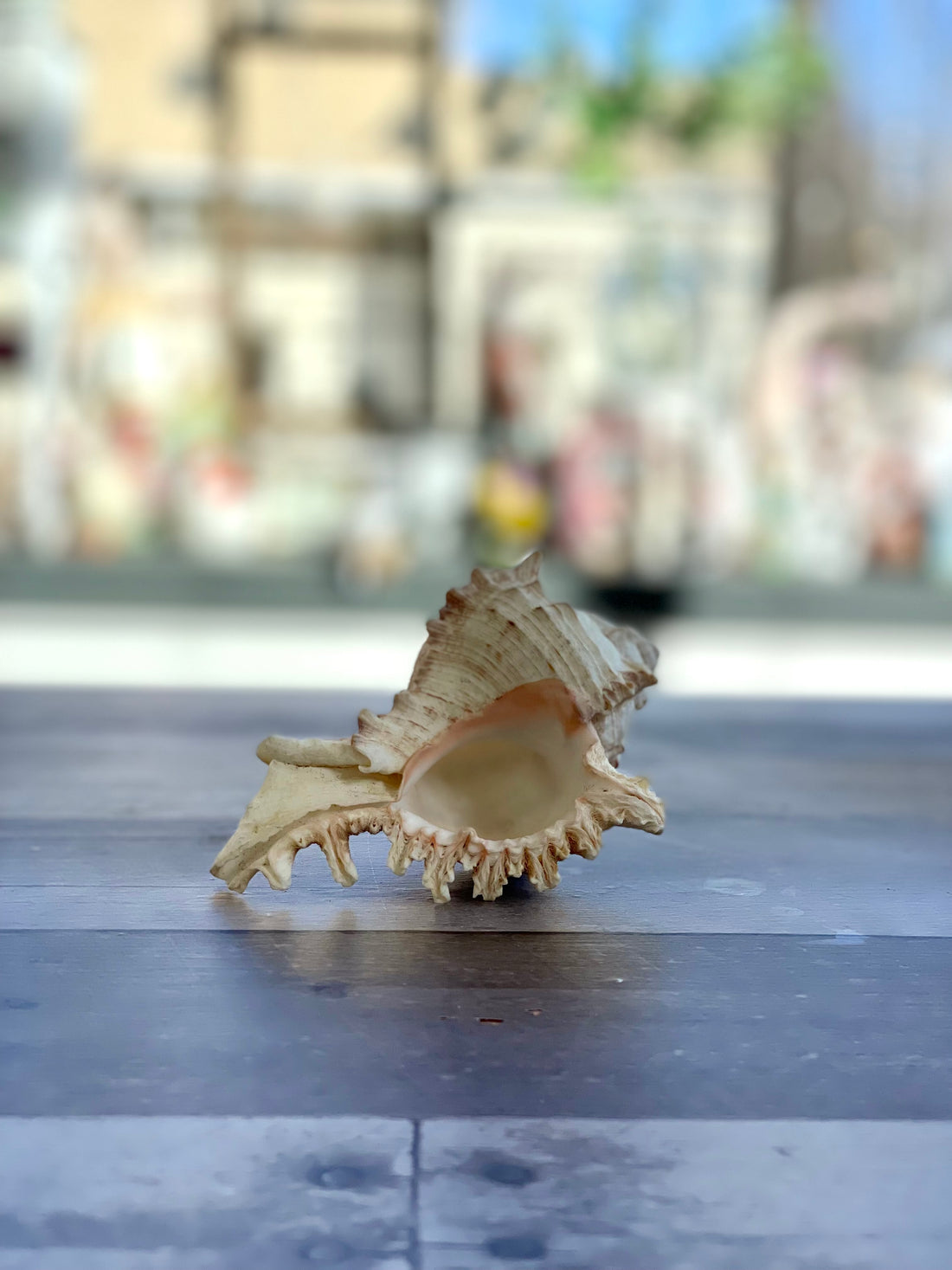 Murex Shell Decor