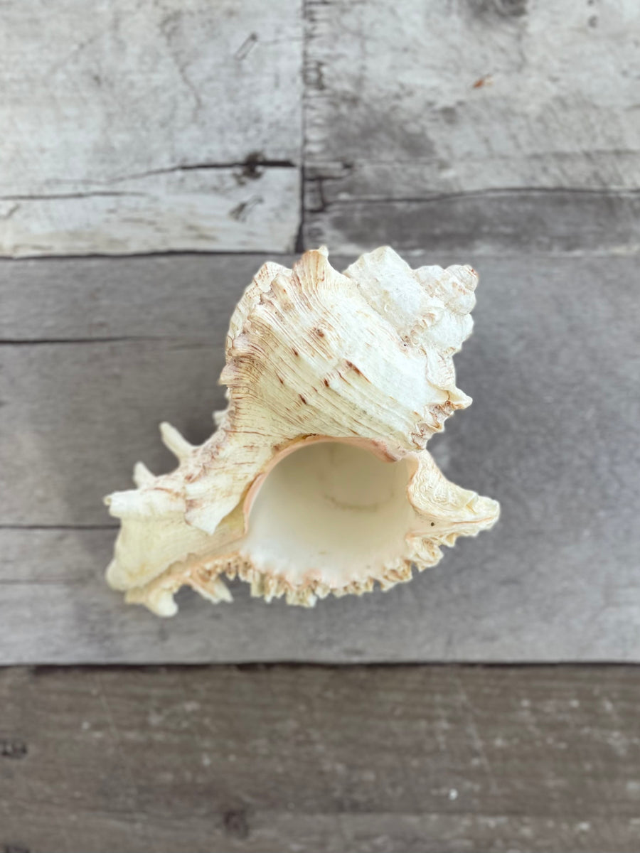 Murex Shell Decor